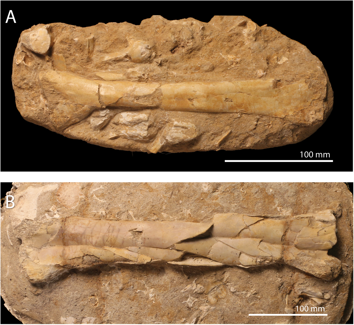 Two ulna bones from an extinct pterosaur excavated in Northern Morocco.