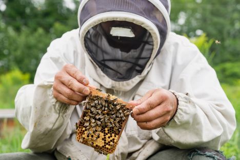 Marco, part of the beekeeping team at Miel’s D’Anicet, inspects a frame in search of a queen.