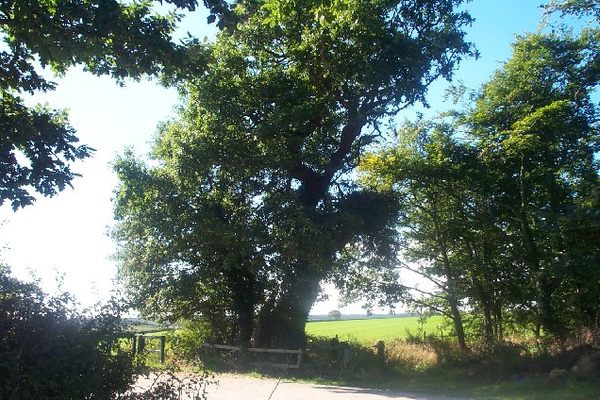 Parliament Oak