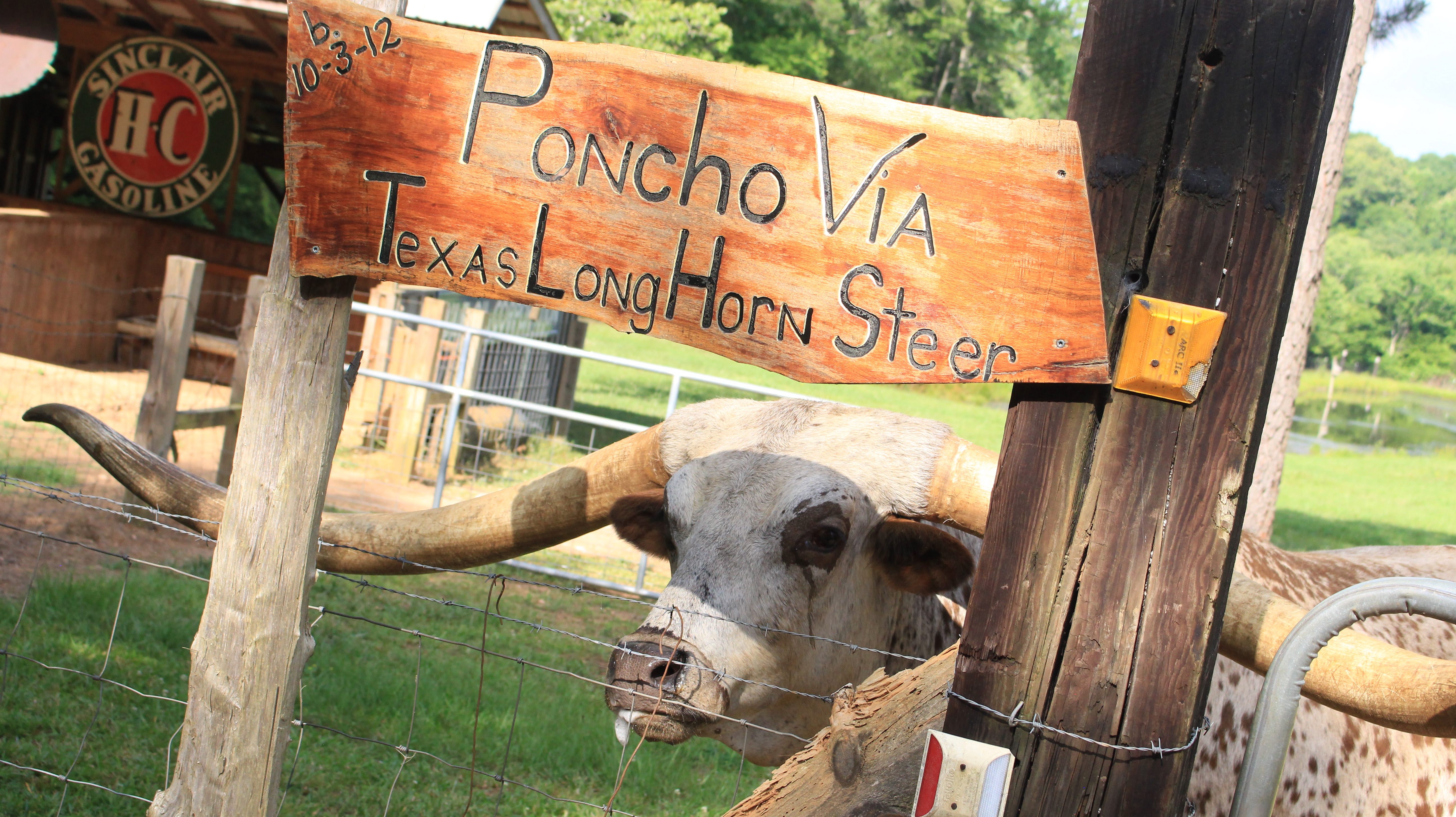 People who see Poncho from the street often stop to feed him fruit.