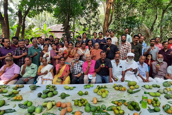 A community mango event in Kannapuram.