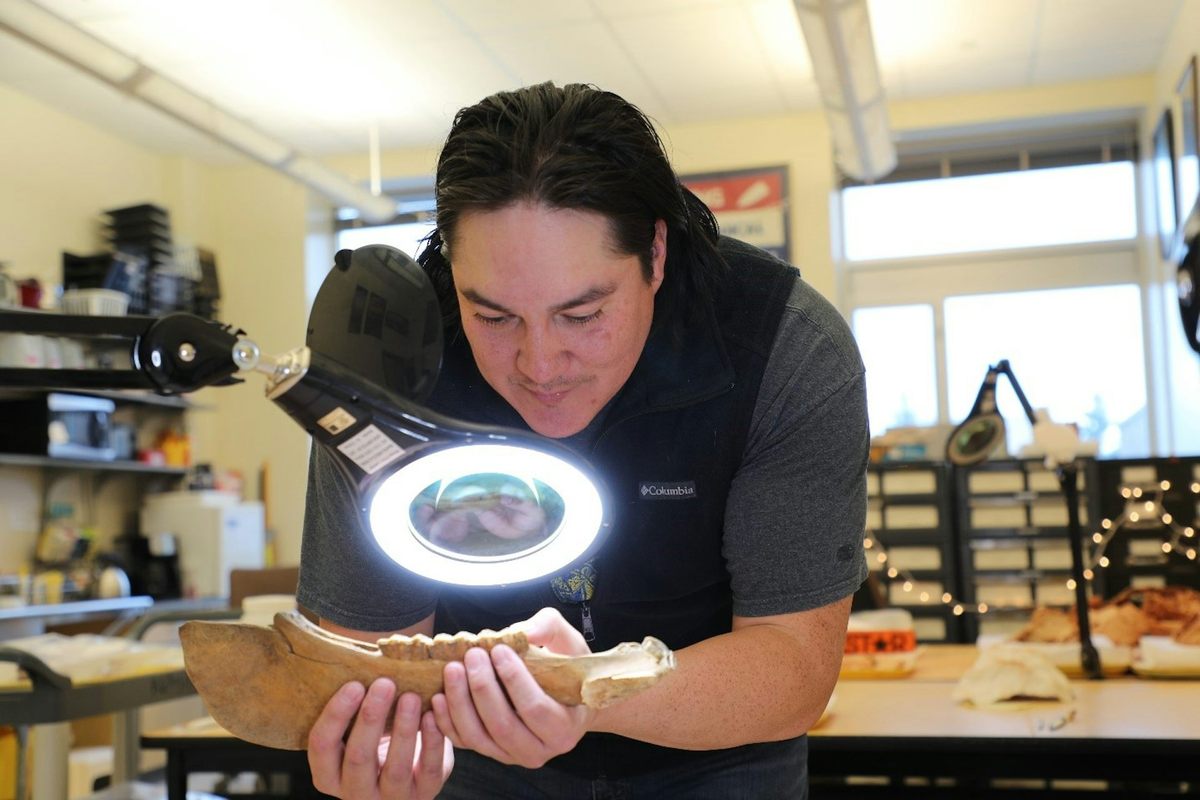 Researcher Chance Ward examines a horse jawbone in an archaeology laboratory in Wyoming.