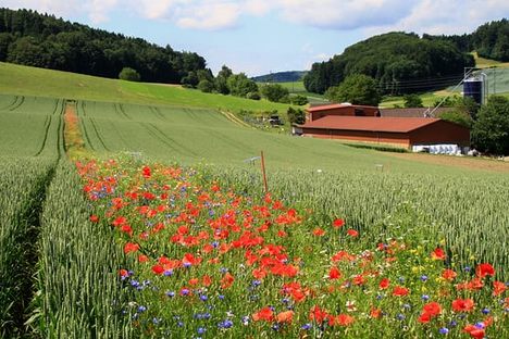 Researchers in England Are Criss-Crossing Cropland With Wildflowers 