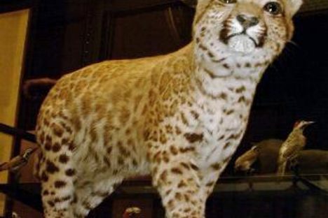 The taxidermy "puma-pard." 