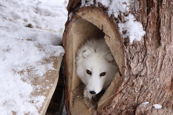 Arctic Fox staying inside a log