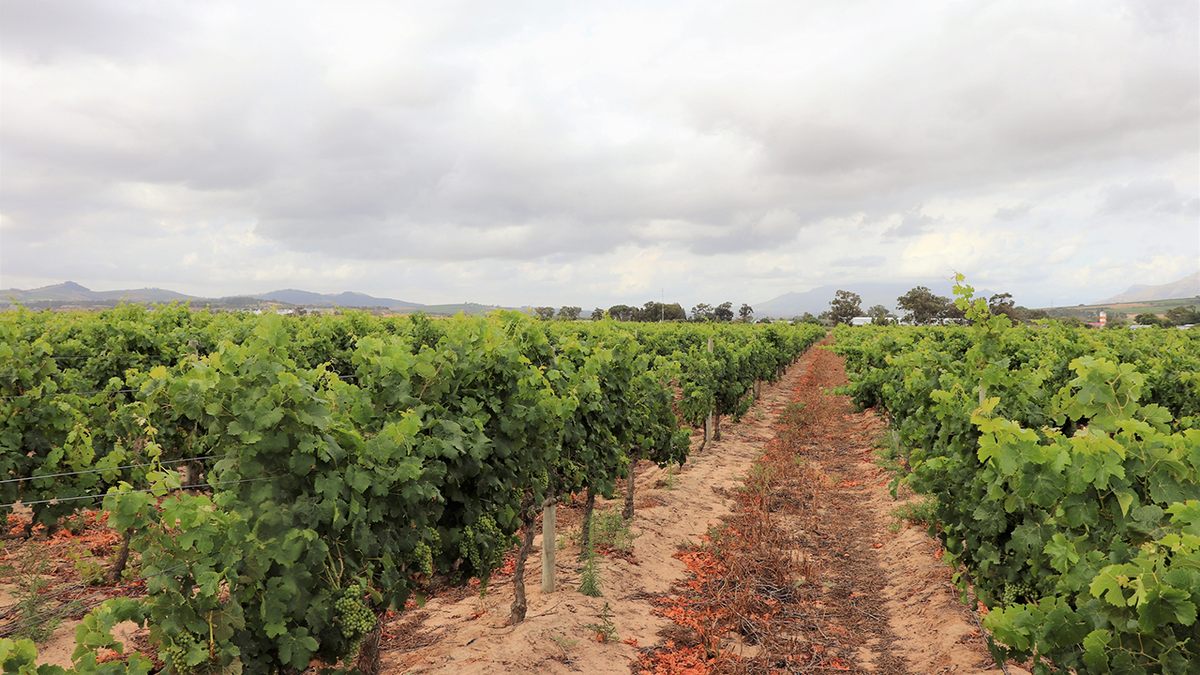 Army of pest-munching ducks keep South African vineyard blooming -  WeirdNews - Dunya News