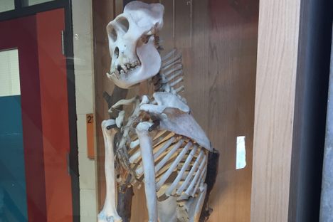 Hutchison Hall Specimen Collection. 