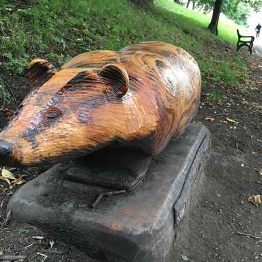 London Road badger.
