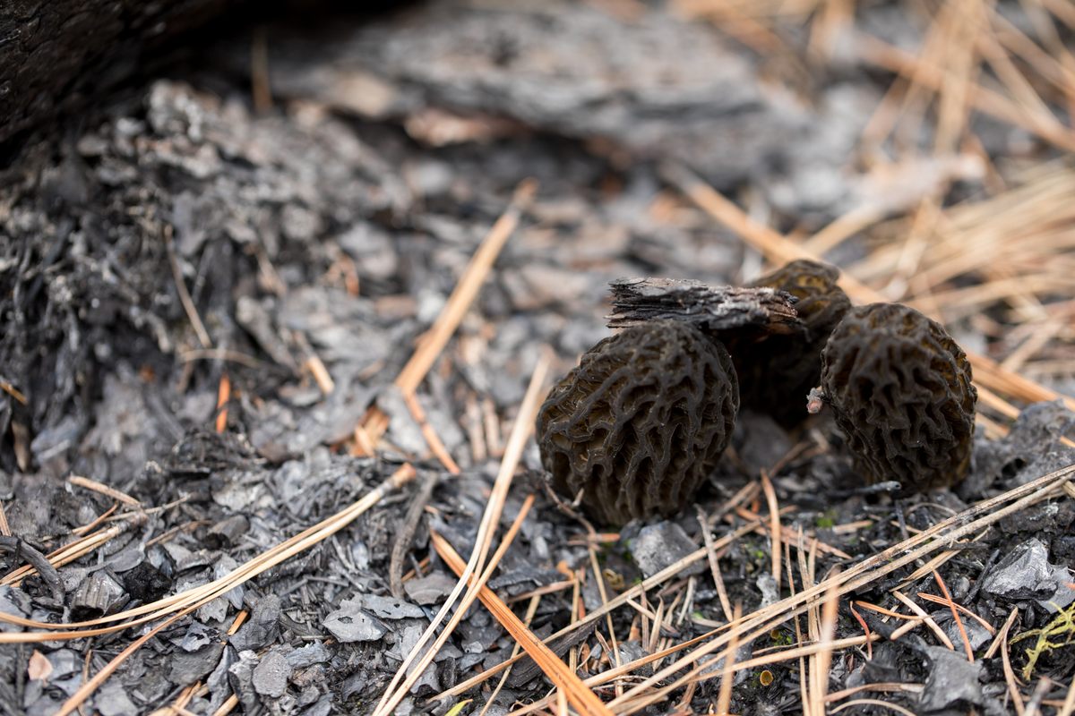 Morels growing through the ashes.