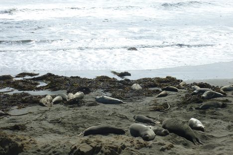 Piedras Blancas Elephant Seal Rookery