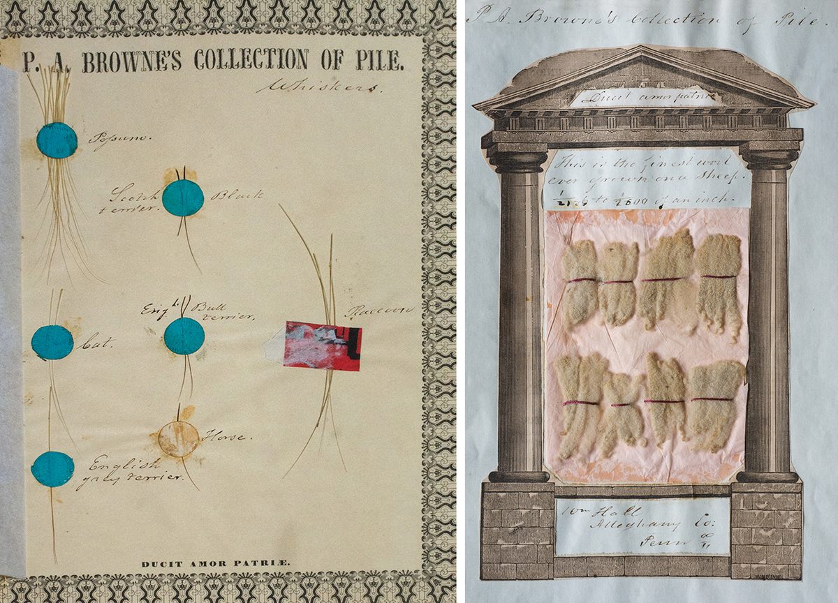 Whiskers from terriers, cats, and raccoons shared a page in Browne's collection (left), but sheep's wool was his first love (right).