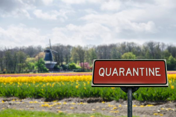 A quarantine sign in front of a tulip field in the Netherlands.