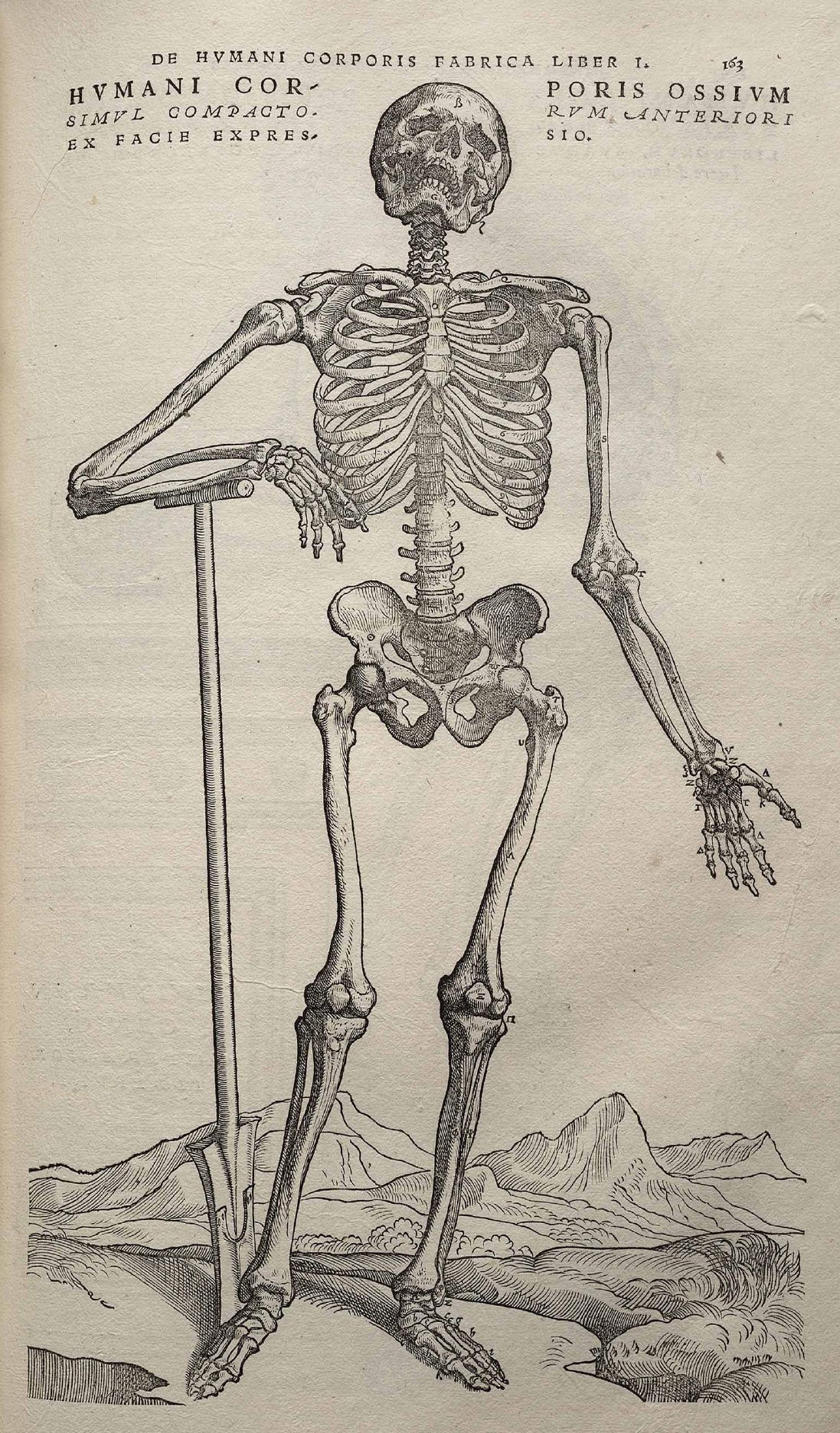 How to Draw a Skeleton - Depicting the Bones in the Human Body
