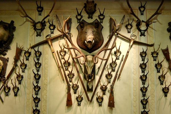 Wall of boars, guns, antlers and skulls