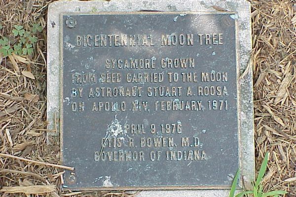 A plaque marks the location of this unique tree