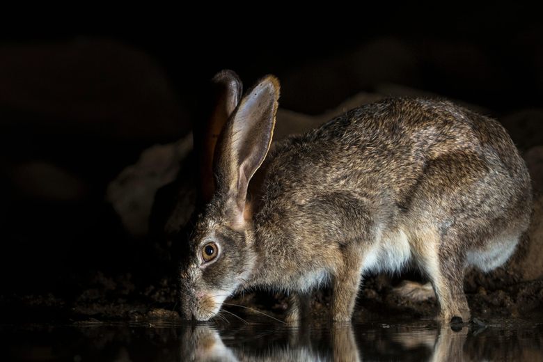Are Wild Rabbits Scared Of Humans