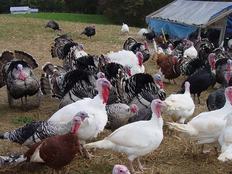 Heritage Turkeys on a farm in Maryland. 