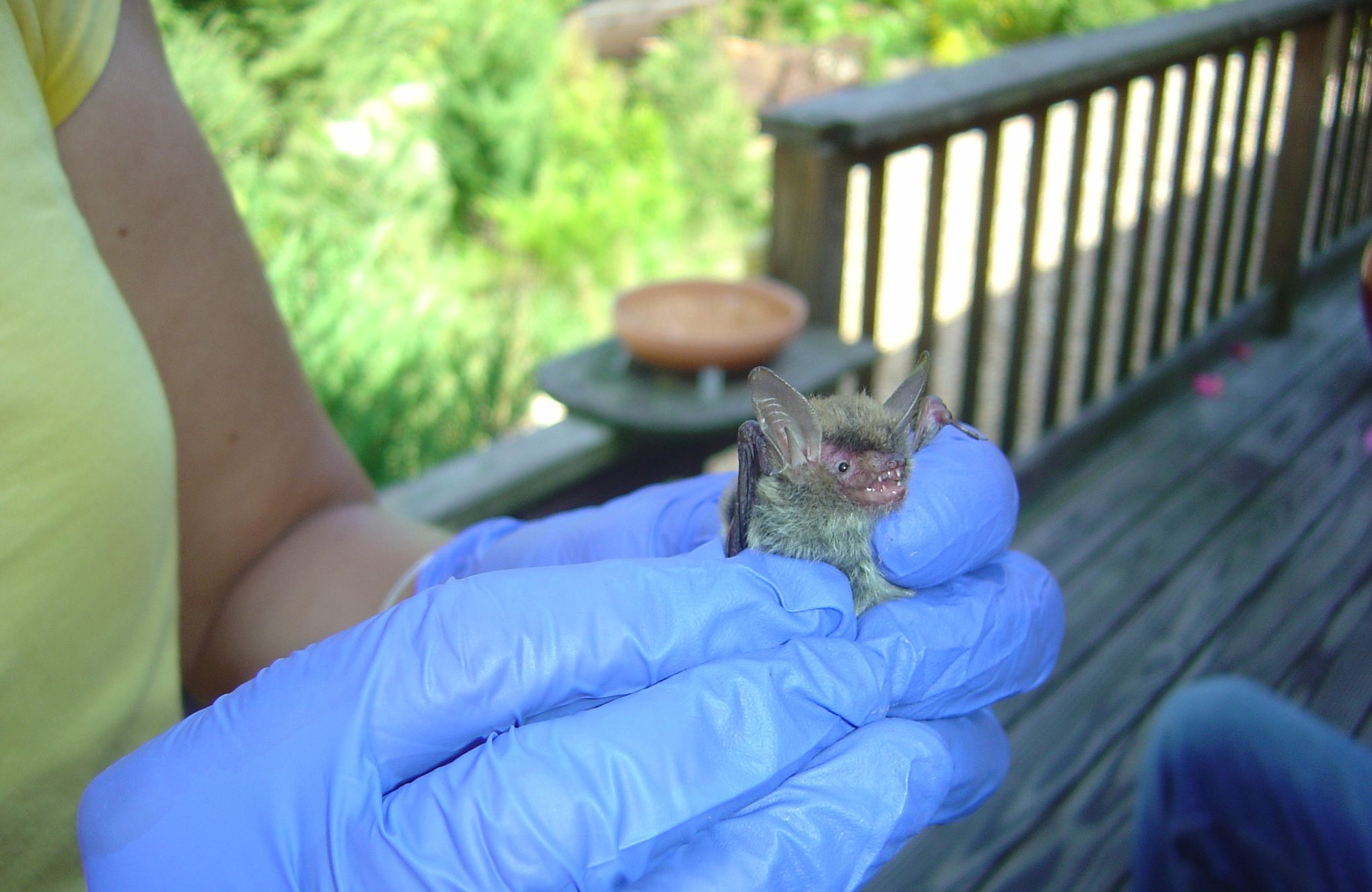 A northern long-eared bat says "Cheese!" on a porch in Martha's Vineyard.