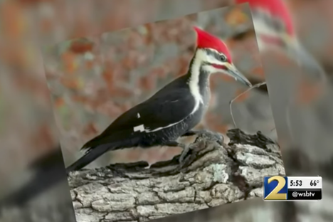 A pileated woodpecker, who likely resembles the one in question.