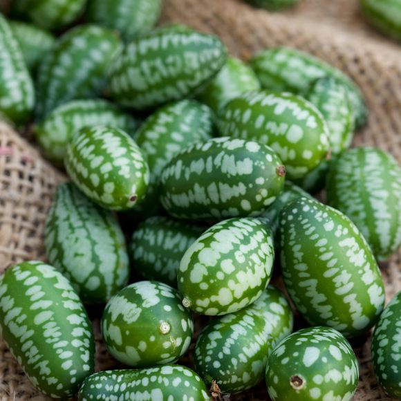 They look like mini melons, but they taste like sour cucumbers.