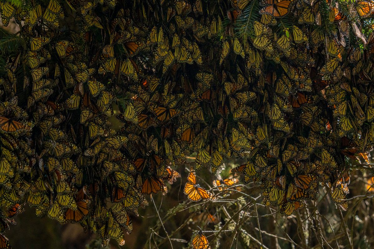 In March, the monarch butterflies leave Joya Redonda and begin their northern migration back to the US and Canada. Some will fly up to 3,000 miles before reaching their final destinations.