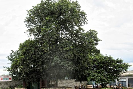 The Ndola Slave Tree.