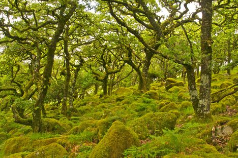 Wistman's Wood