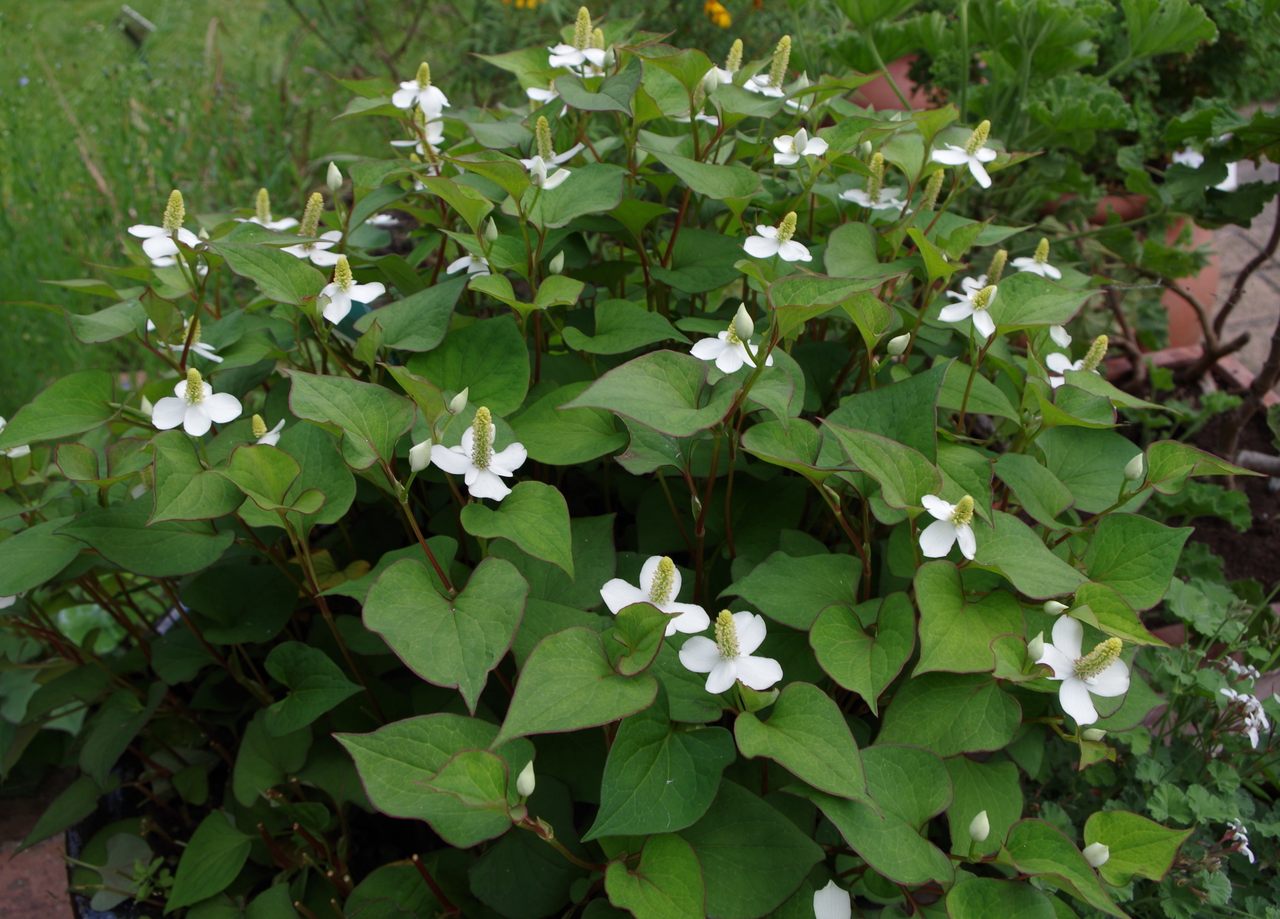 Fish mint is a cherished herb in some parts of the world, but a damaging invasive species in others.