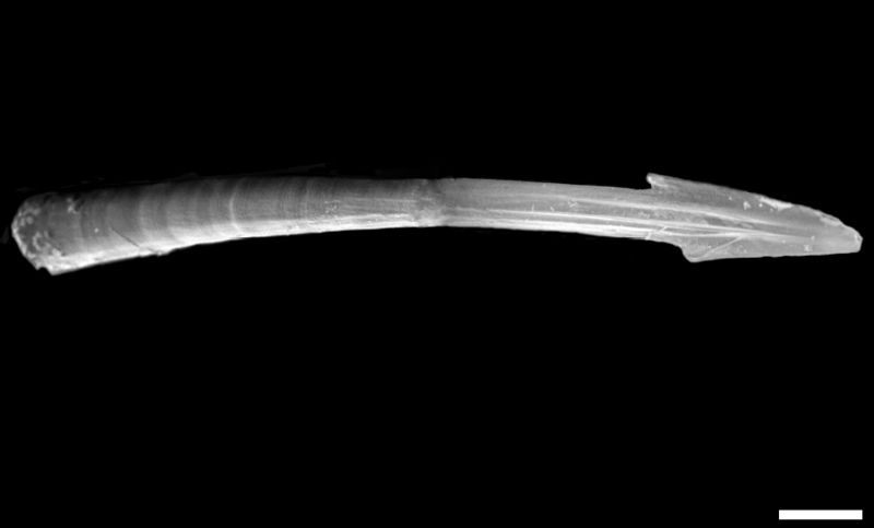 The love dart of the Monachoides vicinus viewed under an electron microscope.