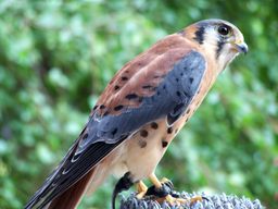 A kestrel falcon nursed back to health by the Cascades Raptor Center.