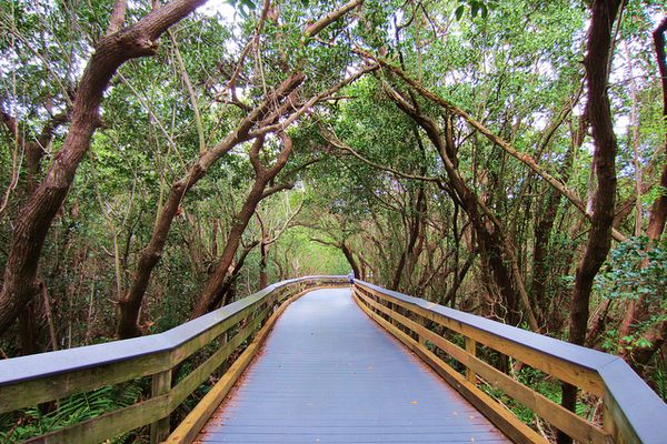 The boardwalk through a mangrove tunnel.