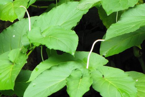 Root Beer Plant
