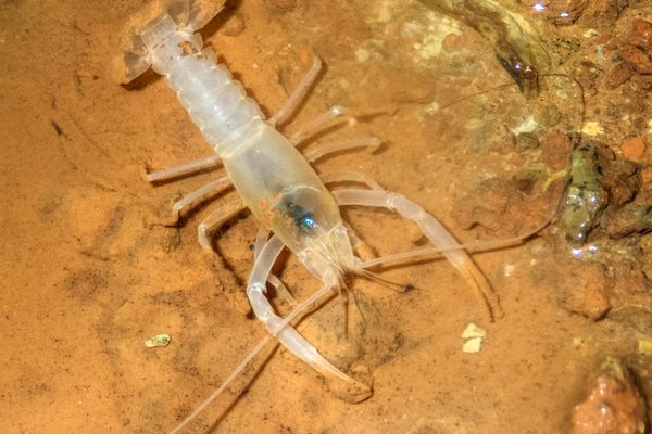 Matthew Niemiller spotted the first Shelta Cave crayfish in more than 30 years when snorkeling in May 2019. 