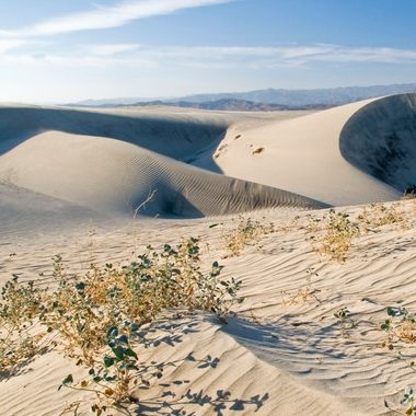 Coachella Valley Preserve.