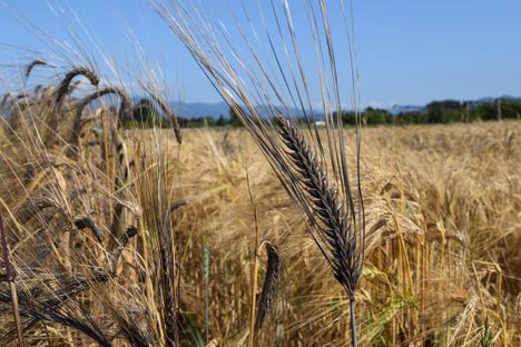 The Bread Lab's grains are very different from what's in most grocery store flour.