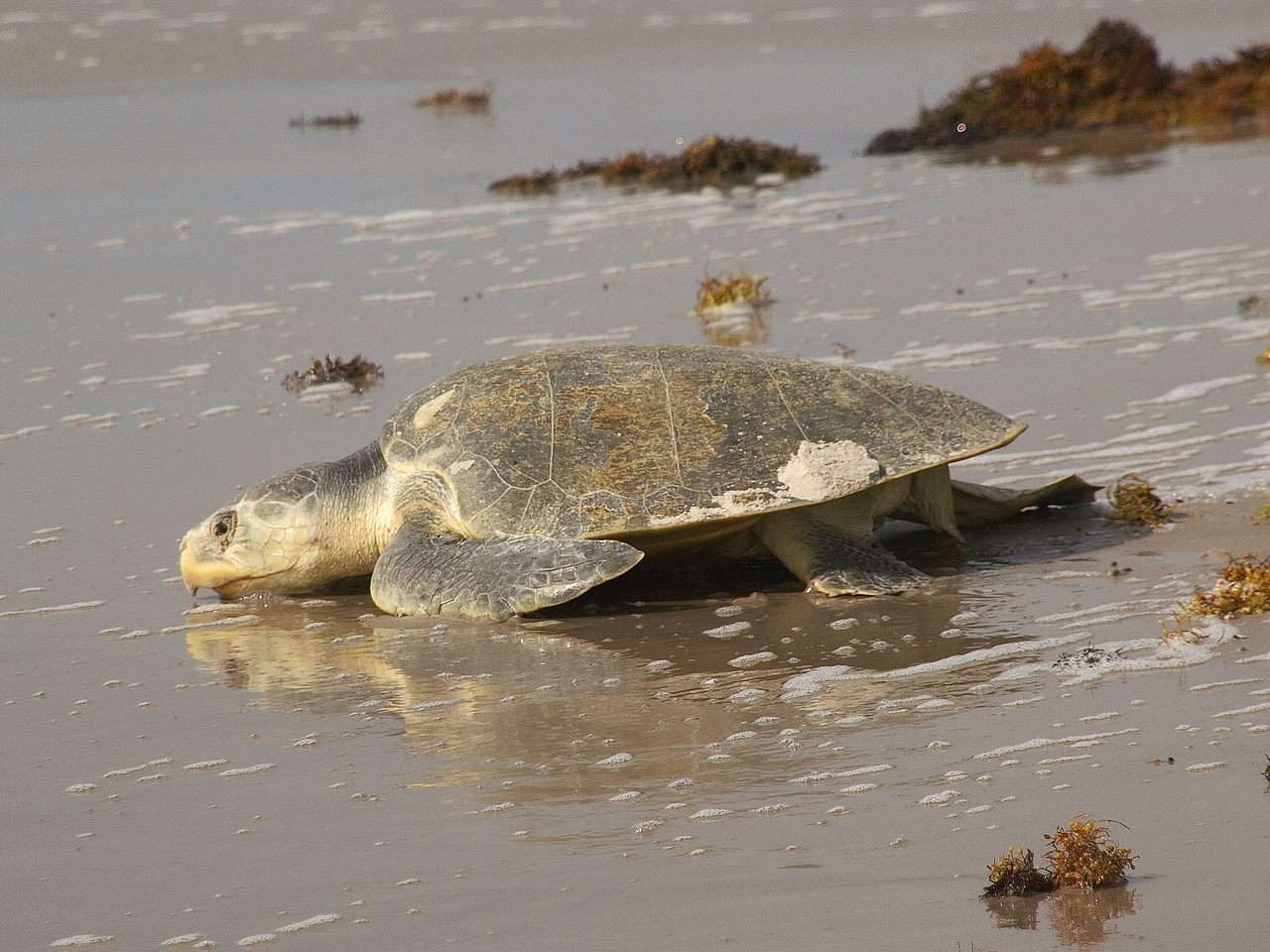 An adult Kemp's ridley sea turtle heading to sea.