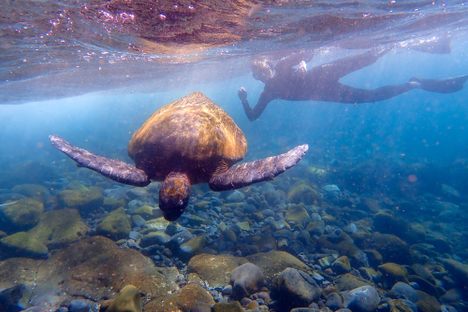 Snorkeling among the Galápagos' wildlife. 
