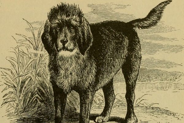 The breed of the turnspit dog is believed to have been either Welsh Corgis or a type of terrier.