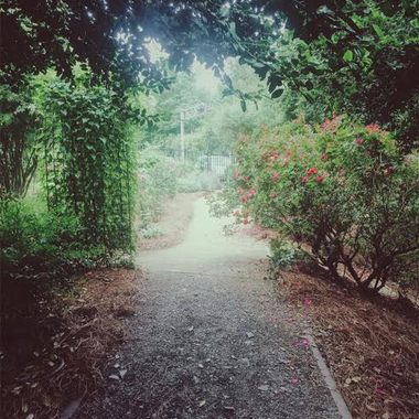 Paths wind through the rose bushes.