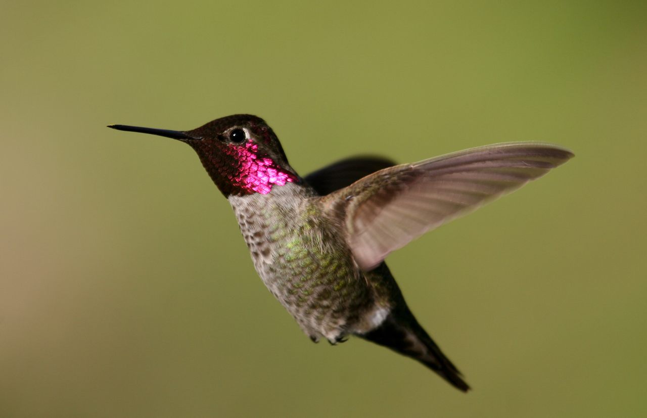 Anna's hummingbird is one of 152 North American bird species that will have a different common name in the coming years.