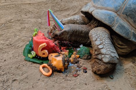 Henry, an Aldabra tortoise, demolished a fruit-and-veggie cake for his 60th birthday.
