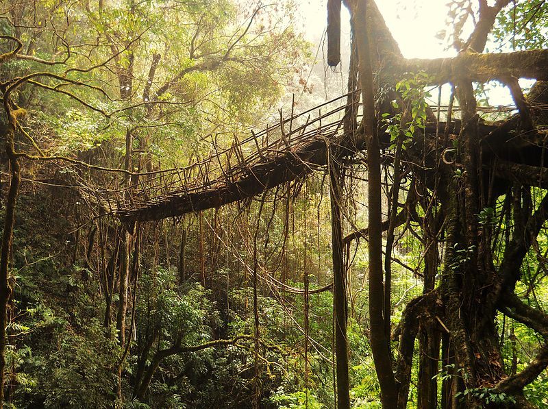 The living bridges are vital in the rainy season.