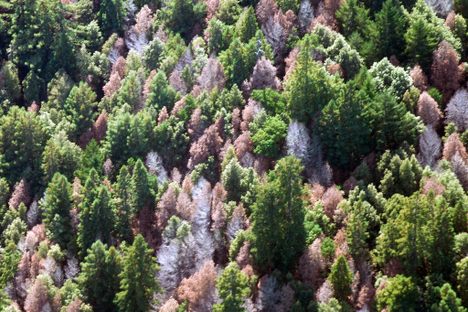 The Scientist Who Discovered Sudden Oak Death Believes We Can Save the Forests
