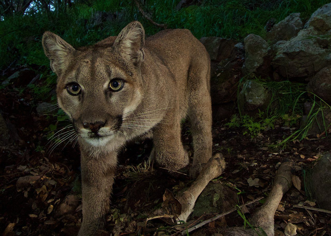 Multa dinastía Groseramente How Puma Leftovers Help Shape the Forest Ecosystem - Atlas Obscura