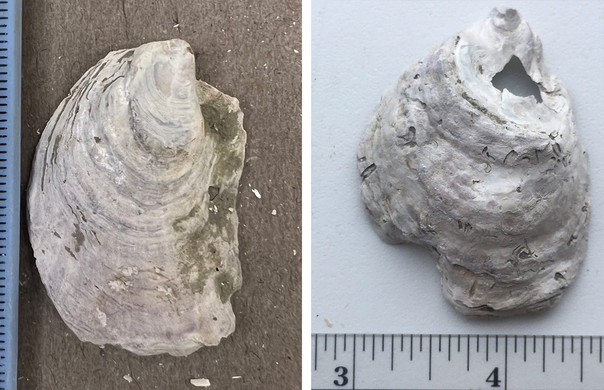 An unblemished ancient oyster (left), and an ancient oyster showing signs of the mystery parasite (right).