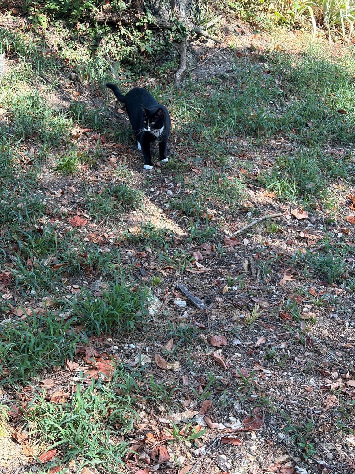 Ozzy on Patrol