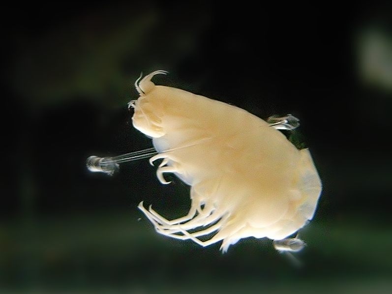 <em>Hirondellea gigas</em>, an amphipod living in the Mariana Trench.