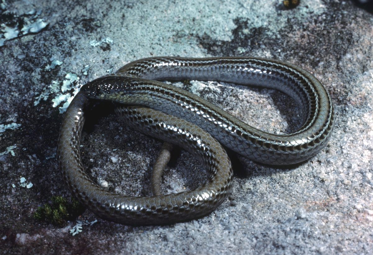 Ceci n'est pas une serpent.