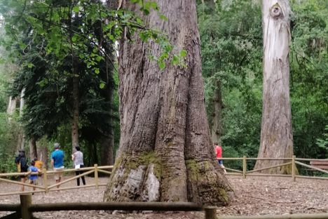 'O Avó' highlights in Souto da Retorta that it is a famous forest by its largest eucalyptuses