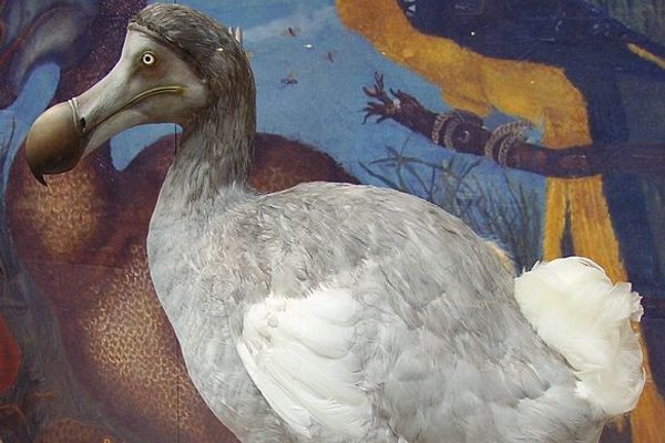 What the Dodo Means to Mauritius - Atlas Obscura